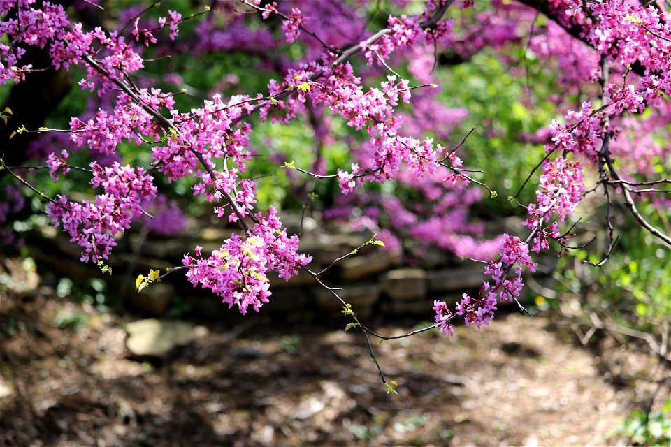Chadwick Arboretum and Learning Gardens
Lane Avenue Gardens
The Ohio State University

Columbus, Ohio