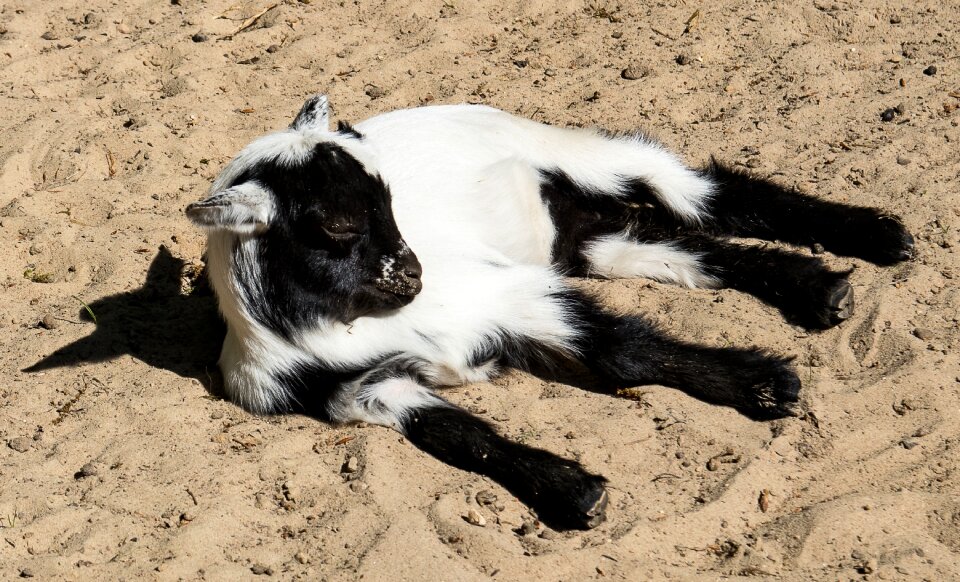 Young animal animal world mammal