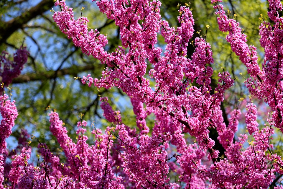 Chadwick Arboretum and Learning Gardens
Lane Avenue Gardens
The Ohio State University

Columbus, Ohio