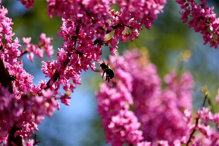 Chadwick Arboretum and Learning Gardens Lane Avenue Gardens The Ohio State University Columbus, Ohio photo