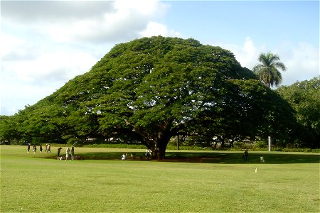 Hitachi’s tree in Moanalua Garden, Hawaii, USA