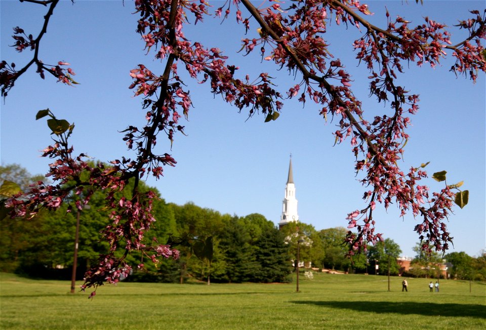 Memorial Chapel Cercis canadensis redbud