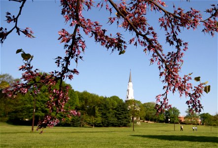 Memorial Chapel Cercis canadensis redbud
