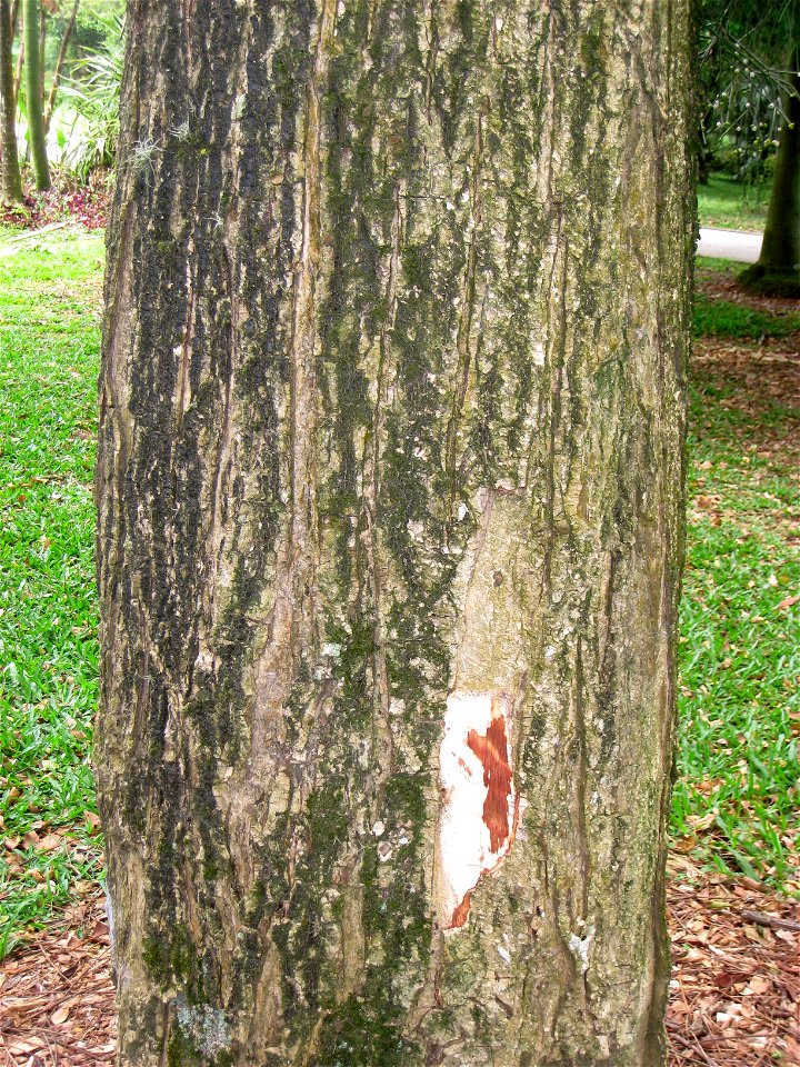 Pithecellobium saman in the Jardim Botânico de São Paulo, São Paulo City, SP, Brazil.
