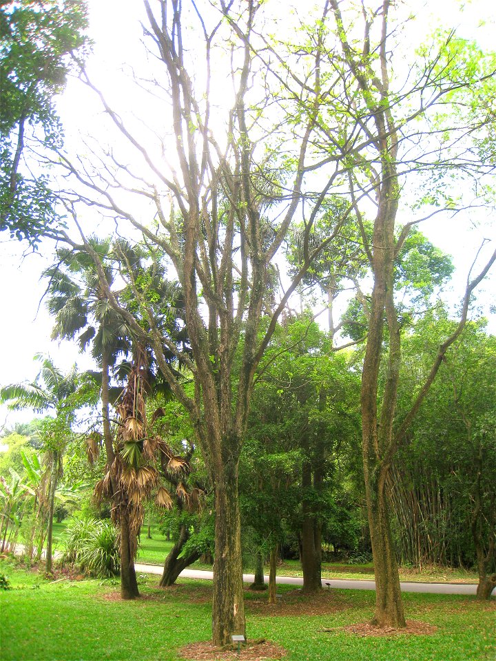Pithecellobium saman in the Jardim Botânico de São Paulo, São Paulo City, SP, Brazil.