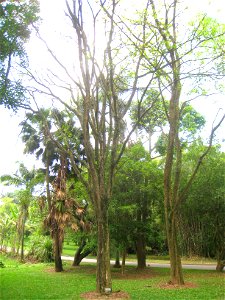 Pithecellobium saman in the Jardim Botânico de São Paulo, São Paulo City, SP, Brazil.