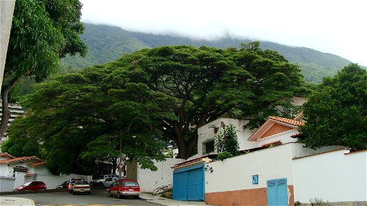 Ejemplar de samán (Samanea saman Synonym: Pithecellobium saman) en una quinta al pie del Ávila, en Caracas