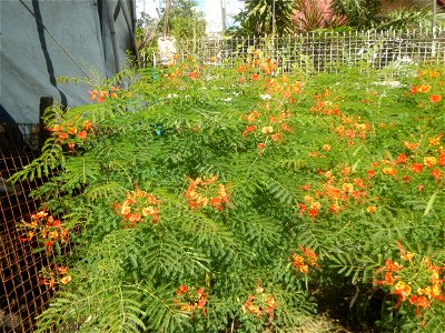 Caballero (Bulaklak ng Paraiso) Caballero Caesalpinaceae  Fabaceae Bulaklak ng Paraiso Caesalpinia pulcherrima (Linn.) Sw. PEACOCK FLOWER Jin feng hua Dwarf Poinciana Caesalpinia pulcherrima
