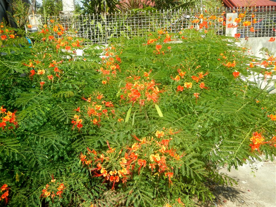 Caballero (Bulaklak ng Paraiso) Caballero Caesalpinaceae  Fabaceae Bulaklak ng Paraiso Caesalpinia pulcherrima (Linn.) Sw. PEACOCK FLOWER Jin feng hua Dwarf Poinciana Caesalpinia pulcherrima
