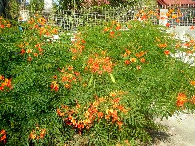 Caballero (Bulaklak ng Paraiso) Caballero Caesalpinaceae  Fabaceae Bulaklak ng Paraiso Caesalpinia pulcherrima (Linn.) Sw. PEACOCK FLOWER Jin feng hua Dwarf Poinciana Caesalpinia pulcherrima