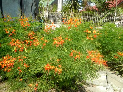 Caballero (Bulaklak ng Paraiso) Caballero Caesalpinaceae  Fabaceae Bulaklak ng Paraiso Caesalpinia pulcherrima (Linn.) Sw. PEACOCK FLOWER Jin feng hua Dwarf Poinciana Caesalpinia pulcherrima