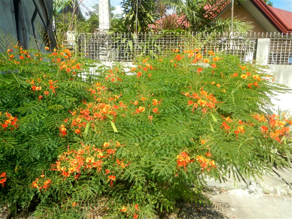 Caballero (Bulaklak ng Paraiso) Caballero Caesalpinaceae  Fabaceae Bulaklak ng Paraiso Caesalpinia pulcherrima (Linn.) Sw. PEACOCK FLOWER Jin feng hua Dwarf Poinciana Caesalpinia pulcherrima