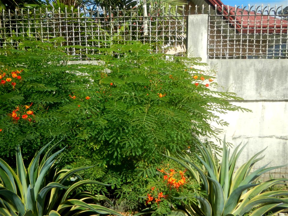 Caballero (Bulaklak ng Paraiso) Caballero Caesalpinaceae  Fabaceae Bulaklak ng Paraiso Caesalpinia pulcherrima (Linn.) Sw. PEACOCK FLOWER Jin feng hua Dwarf Poinciana Caesalpinia pulcherrima