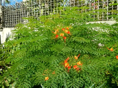 Caballero (Bulaklak ng Paraiso) Caballero Caesalpinaceae  Fabaceae Bulaklak ng Paraiso Caesalpinia pulcherrima (Linn.) Sw. PEACOCK FLOWER Jin feng hua Dwarf Poinciana Caesalpinia pulcherrima