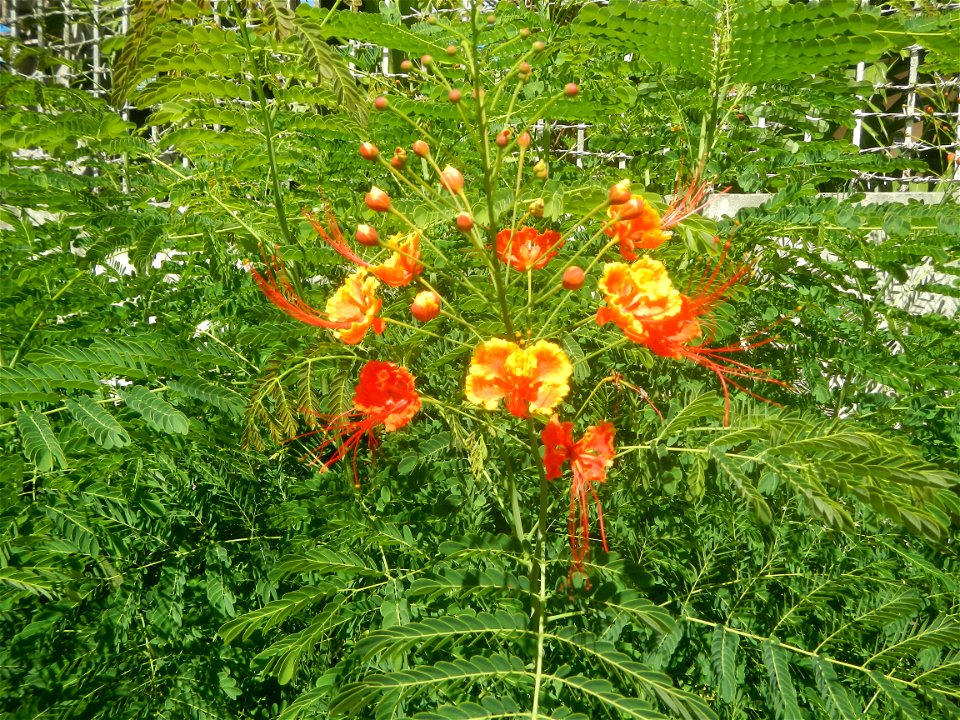 Caballero (Bulaklak ng Paraiso) Caballero Caesalpinaceae  Fabaceae Bulaklak ng Paraiso Caesalpinia pulcherrima (Linn.) Sw. PEACOCK FLOWER Jin feng hua Dwarf Poinciana Caesalpinia pulcherrima