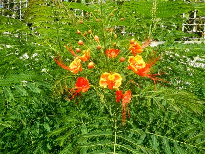 Caballero (Bulaklak ng Paraiso) Caballero Caesalpinaceae  Fabaceae Bulaklak ng Paraiso Caesalpinia pulcherrima (Linn.) Sw. PEACOCK FLOWER Jin feng hua Dwarf Poinciana Caesalpinia pulcherrima