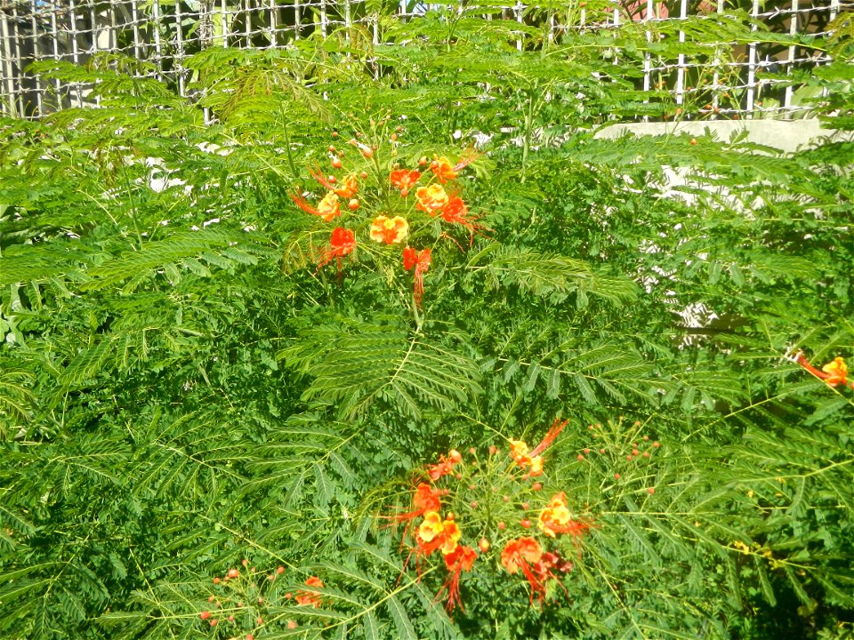 Caballero (Bulaklak ng Paraiso) Caballero Caesalpinaceae  Fabaceae Bulaklak ng Paraiso Caesalpinia pulcherrima (Linn.) Sw. PEACOCK FLOWER Jin feng hua Dwarf Poinciana Caesalpinia pulcherrima