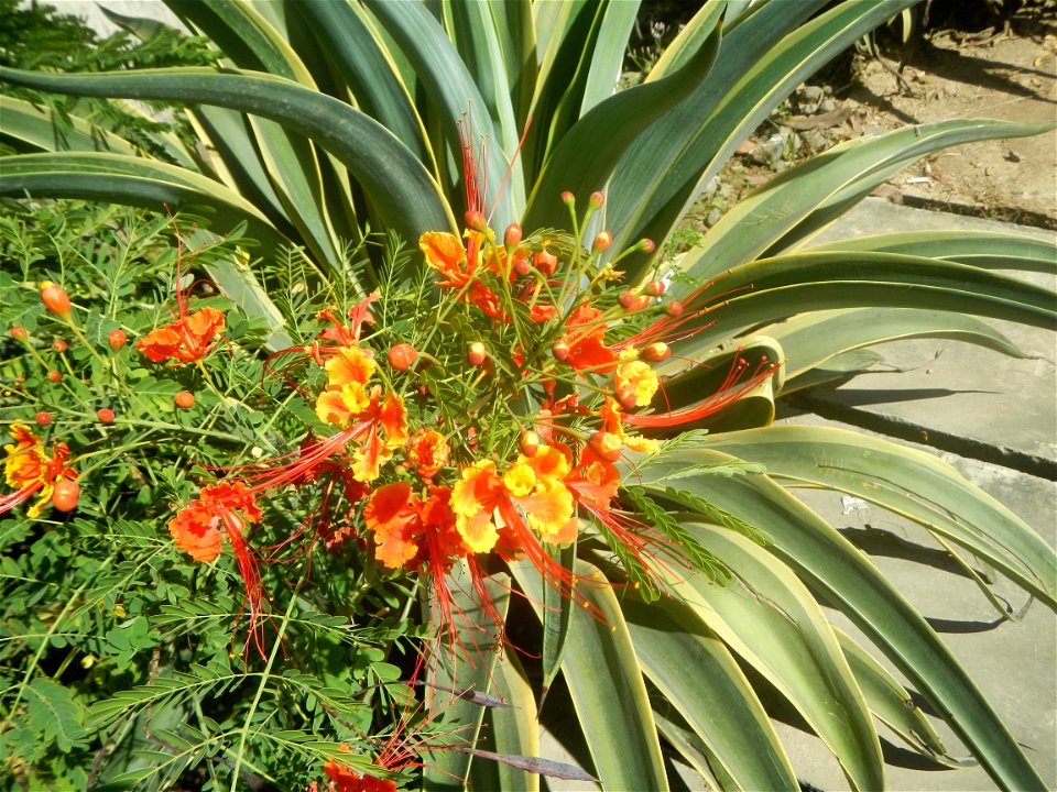 Caballero (Bulaklak ng Paraiso) Caballero Caesalpinaceae  Fabaceae Bulaklak ng Paraiso Caesalpinia pulcherrima (Linn.) Sw. PEACOCK FLOWER Jin feng hua Dwarf Poinciana Caesalpinia pulcherrima