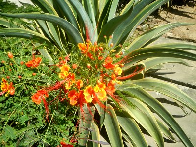 Caballero (Bulaklak ng Paraiso) Caballero Caesalpinaceae  Fabaceae Bulaklak ng Paraiso Caesalpinia pulcherrima (Linn.) Sw. PEACOCK FLOWER Jin feng hua Dwarf Poinciana Caesalpinia pulcherrima