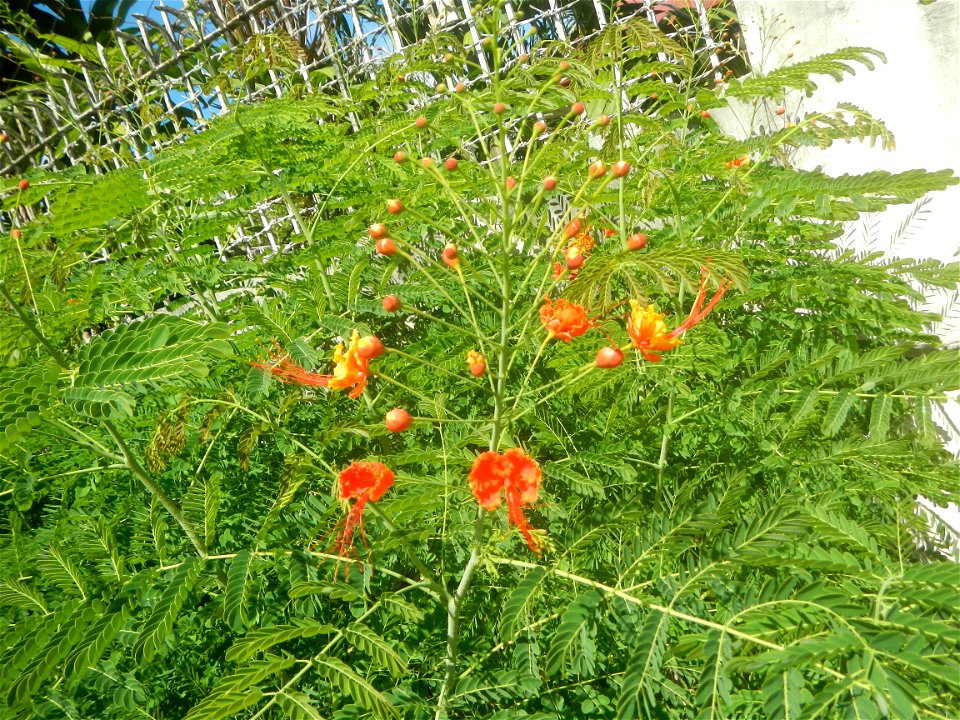 Caballero (Bulaklak ng Paraiso) Caballero Caesalpinaceae  Fabaceae Bulaklak ng Paraiso Caesalpinia pulcherrima (Linn.) Sw. PEACOCK FLOWER Jin feng hua Dwarf Poinciana Caesalpinia pulcherrima