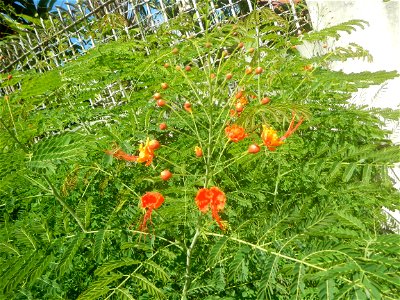 Caballero (Bulaklak ng Paraiso) Caballero Caesalpinaceae  Fabaceae Bulaklak ng Paraiso Caesalpinia pulcherrima (Linn.) Sw. PEACOCK FLOWER Jin feng hua Dwarf Poinciana Caesalpinia pulcherrima