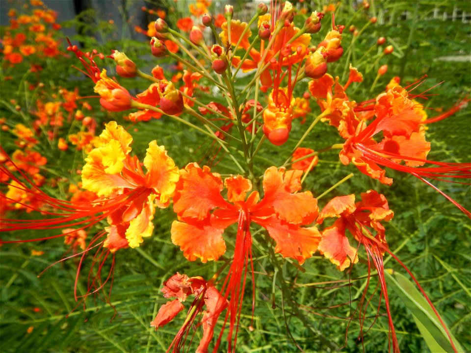 Caballero (Bulaklak ng Paraiso) Caballero Caesalpinaceae  Fabaceae Bulaklak ng Paraiso Caesalpinia pulcherrima (Linn.) Sw. PEACOCK FLOWER Jin feng hua Dwarf Poinciana Caesalpinia pulcherrima