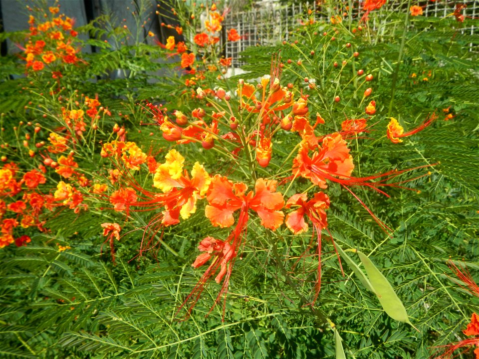 Caballero (Bulaklak ng Paraiso) Caballero Caesalpinaceae  Fabaceae Bulaklak ng Paraiso Caesalpinia pulcherrima (Linn.) Sw. PEACOCK FLOWER Jin feng hua Dwarf Poinciana Caesalpinia pulcherrima
