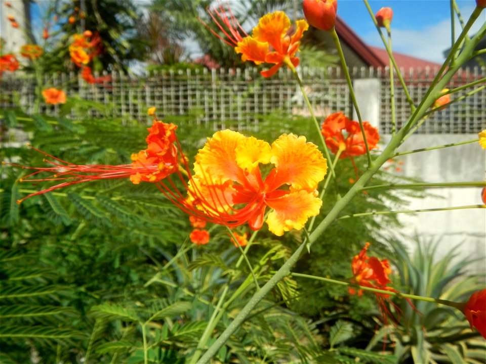 Caballero (Bulaklak ng Paraiso) Caballero Caesalpinaceae  Fabaceae Bulaklak ng Paraiso Caesalpinia pulcherrima (Linn.) Sw. PEACOCK FLOWER Jin feng hua Dwarf Poinciana Caesalpinia pulcherrima