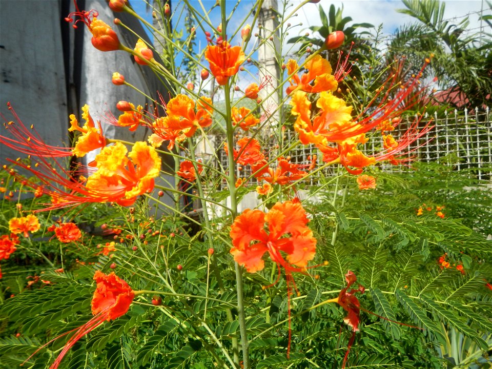 Caballero (Bulaklak ng Paraiso) Caballero Caesalpinaceae  Fabaceae Bulaklak ng Paraiso Caesalpinia pulcherrima (Linn.) Sw. PEACOCK FLOWER Jin feng hua Dwarf Poinciana Caesalpinia pulcherrima