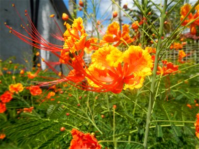 Caballero (Bulaklak ng Paraiso) Caballero Caesalpinaceae  Fabaceae Bulaklak ng Paraiso Caesalpinia pulcherrima (Linn.) Sw. PEACOCK FLOWER Jin feng hua Dwarf Poinciana Caesalpinia pulcherrima