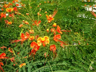 Caballero (Bulaklak ng Paraiso) Caballero Caesalpinaceae  Fabaceae Bulaklak ng Paraiso Caesalpinia pulcherrima (Linn.) Sw. PEACOCK FLOWER Jin feng hua Dwarf Poinciana Caesalpinia pulcherrima