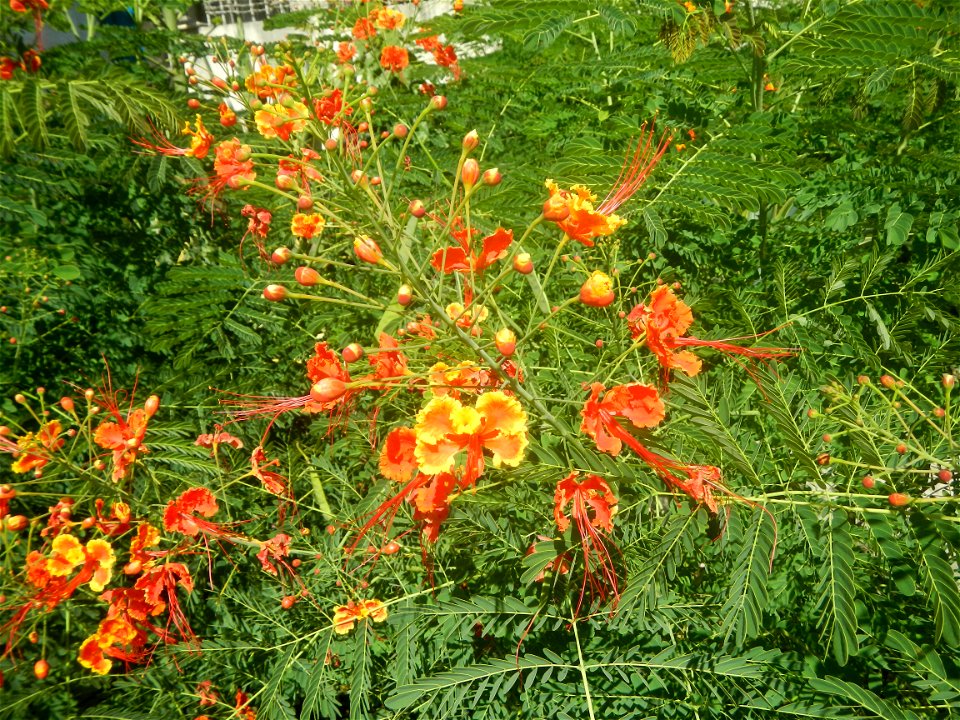 Caballero (Bulaklak ng Paraiso) Caballero Caesalpinaceae  Fabaceae Bulaklak ng Paraiso Caesalpinia pulcherrima (Linn.) Sw. PEACOCK FLOWER Jin feng hua Dwarf Poinciana Caesalpinia pulcherrima