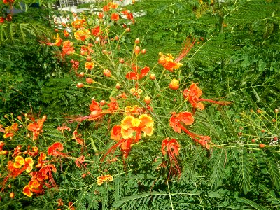 Caballero (Bulaklak ng Paraiso) Caballero Caesalpinaceae  Fabaceae Bulaklak ng Paraiso Caesalpinia pulcherrima (Linn.) Sw. PEACOCK FLOWER Jin feng hua Dwarf Poinciana Caesalpinia pulcherrima