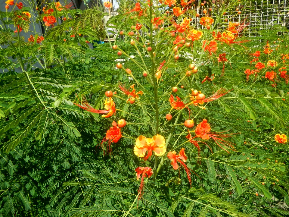 Caballero (Bulaklak ng Paraiso) Caballero Caesalpinaceae  Fabaceae Bulaklak ng Paraiso Caesalpinia pulcherrima (Linn.) Sw. PEACOCK FLOWER Jin feng hua Dwarf Poinciana Caesalpinia pulcherrima