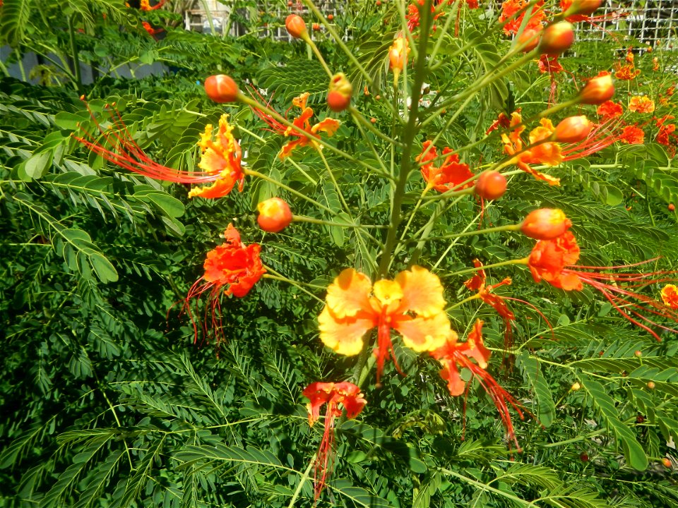 Caballero (Bulaklak ng Paraiso) Caballero Caesalpinaceae  Fabaceae Bulaklak ng Paraiso Caesalpinia pulcherrima (Linn.) Sw. PEACOCK FLOWER Jin feng hua Dwarf Poinciana Caesalpinia pulcherrima