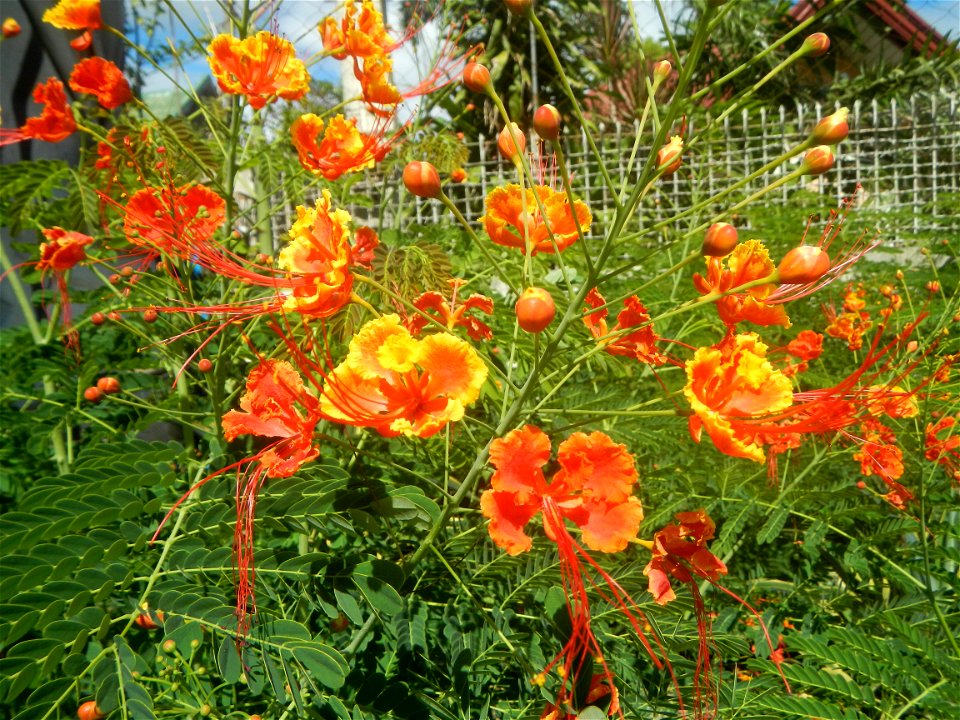 Caballero (Bulaklak ng Paraiso) Caballero Caesalpinaceae  Fabaceae Bulaklak ng Paraiso Caesalpinia pulcherrima (Linn.) Sw. PEACOCK FLOWER Jin feng hua Dwarf Poinciana Caesalpinia pulcherrima