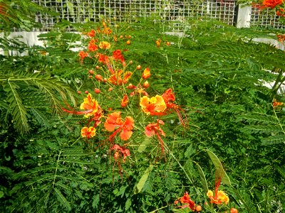 Caballero (Bulaklak ng Paraiso) Caballero Caesalpinaceae  Fabaceae Bulaklak ng Paraiso Caesalpinia pulcherrima (Linn.) Sw. PEACOCK FLOWER Jin feng hua Dwarf Poinciana Caesalpinia pulcherrima