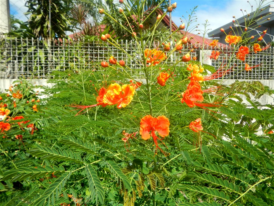 Caballero (Bulaklak ng Paraiso) Caballero Caesalpinaceae  Fabaceae Bulaklak ng Paraiso Caesalpinia pulcherrima (Linn.) Sw. PEACOCK FLOWER Jin feng hua Dwarf Poinciana Caesalpinia pulcherrima