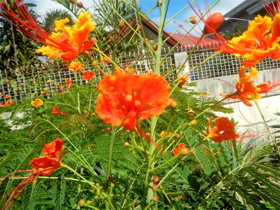 Caballero (Bulaklak ng Paraiso) Caballero Caesalpinaceae  Fabaceae Bulaklak ng Paraiso Caesalpinia pulcherrima (Linn.) Sw. PEACOCK FLOWER Jin feng hua Dwarf Poinciana Caesalpinia pulcherrima
