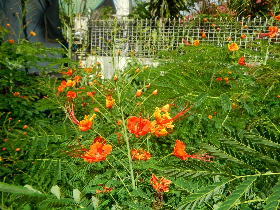 Caballero (Bulaklak ng Paraiso) Caballero Caesalpinaceae  Fabaceae Bulaklak ng Paraiso Caesalpinia pulcherrima (Linn.) Sw. PEACOCK FLOWER Jin feng hua Dwarf Poinciana Caesalpinia pulcherrima