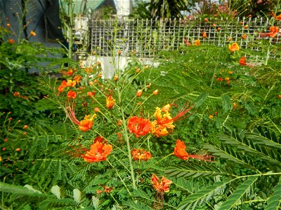 Caballero (Bulaklak ng Paraiso) Caballero Caesalpinaceae  Fabaceae Bulaklak ng Paraiso Caesalpinia pulcherrima (Linn.) Sw. PEACOCK FLOWER Jin feng hua Dwarf Poinciana Caesalpinia pulcherrima