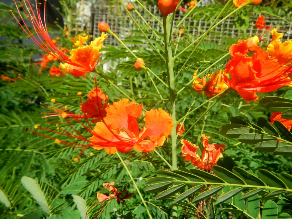 Caballero (Bulaklak ng Paraiso) Caballero Caesalpinaceae  Fabaceae Bulaklak ng Paraiso Caesalpinia pulcherrima (Linn.) Sw. PEACOCK FLOWER Jin feng hua Dwarf Poinciana Caesalpinia pulcherrima
