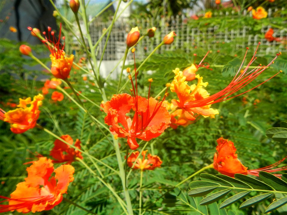 Caballero (Bulaklak ng Paraiso) Caballero Caesalpinaceae  Fabaceae Bulaklak ng Paraiso Caesalpinia pulcherrima (Linn.) Sw. PEACOCK FLOWER Jin feng hua Dwarf Poinciana Caesalpinia pulcherrima