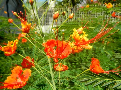 Caballero (Bulaklak ng Paraiso) Caballero Caesalpinaceae  Fabaceae Bulaklak ng Paraiso Caesalpinia pulcherrima (Linn.) Sw. PEACOCK FLOWER Jin feng hua Dwarf Poinciana Caesalpinia pulcherrima