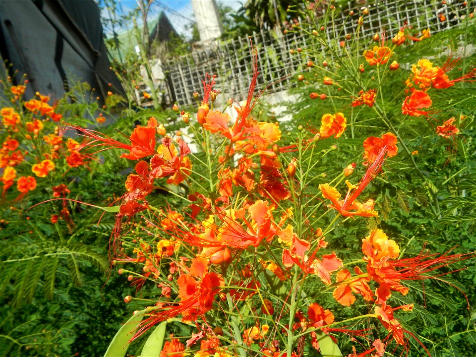 Caballero (Bulaklak ng Paraiso) Caballero Caesalpinaceae  Fabaceae Bulaklak ng Paraiso Caesalpinia pulcherrima (Linn.) Sw. PEACOCK FLOWER Jin feng hua Dwarf Poinciana Caesalpinia pulcherrima