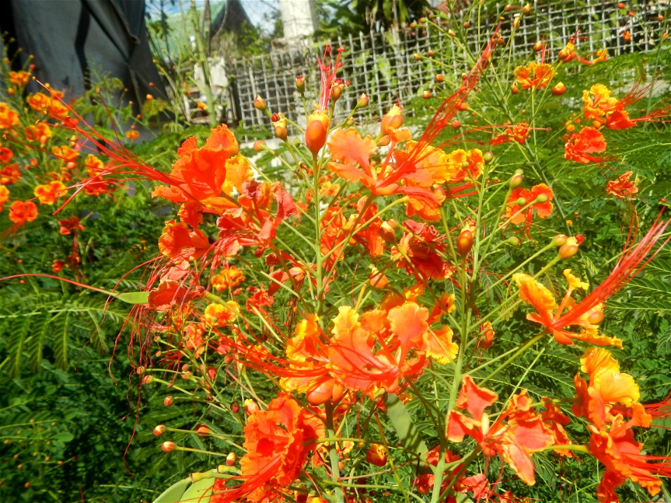Caballero (Bulaklak ng Paraiso) Caballero Caesalpinaceae  Fabaceae Bulaklak ng Paraiso Caesalpinia pulcherrima (Linn.) Sw. PEACOCK FLOWER Jin feng hua Dwarf Poinciana Caesalpinia pulcherrima