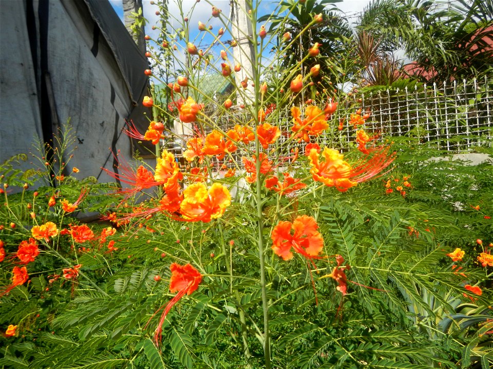 Caballero (Bulaklak ng Paraiso) Caballero Caesalpinaceae  Fabaceae Bulaklak ng Paraiso Caesalpinia pulcherrima (Linn.) Sw. PEACOCK FLOWER Jin feng hua Dwarf Poinciana Caesalpinia pulcherrima