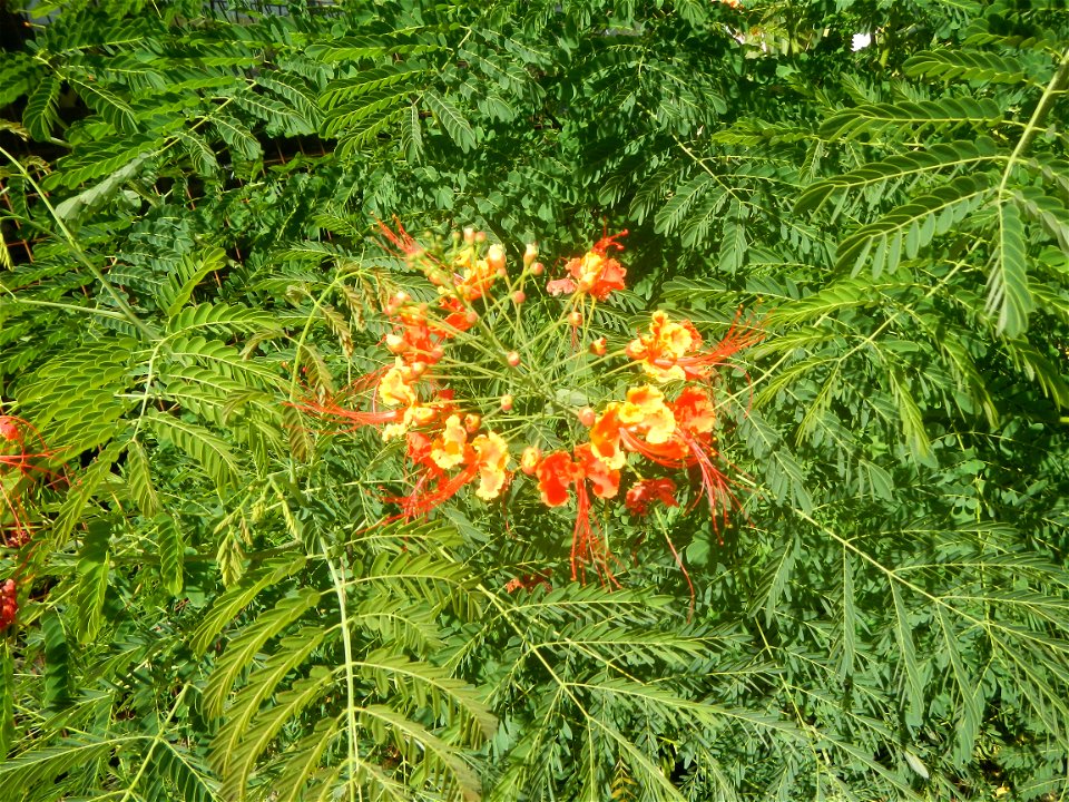 Caballero (Bulaklak ng Paraiso) Caballero Caesalpinaceae  Fabaceae Bulaklak ng Paraiso Caesalpinia pulcherrima (Linn.) Sw. PEACOCK FLOWER Jin feng hua Dwarf Poinciana Caesalpinia pulcherrima