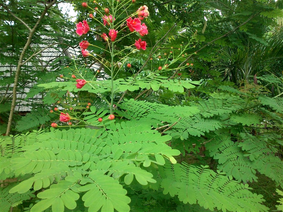 This peacock flower is taken at Ghaziabad,Uttar Pradesh, India