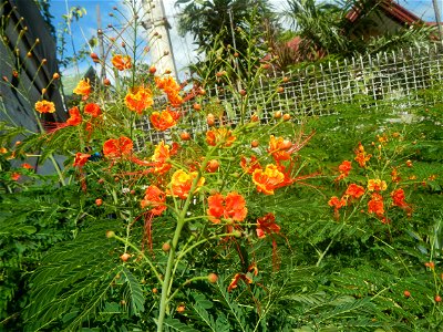Caballero (Bulaklak ng Paraiso) Caballero Caesalpinaceae  Fabaceae Bulaklak ng Paraiso Caesalpinia pulcherrima (Linn.) Sw. PEACOCK FLOWER Jin feng hua Dwarf Poinciana Caesalpinia pulcherrima